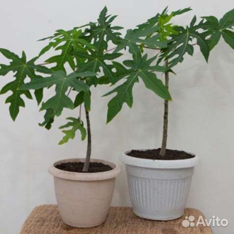 Семена 10шт. Папайя (Gold/Holand, RedLady, SunSet)