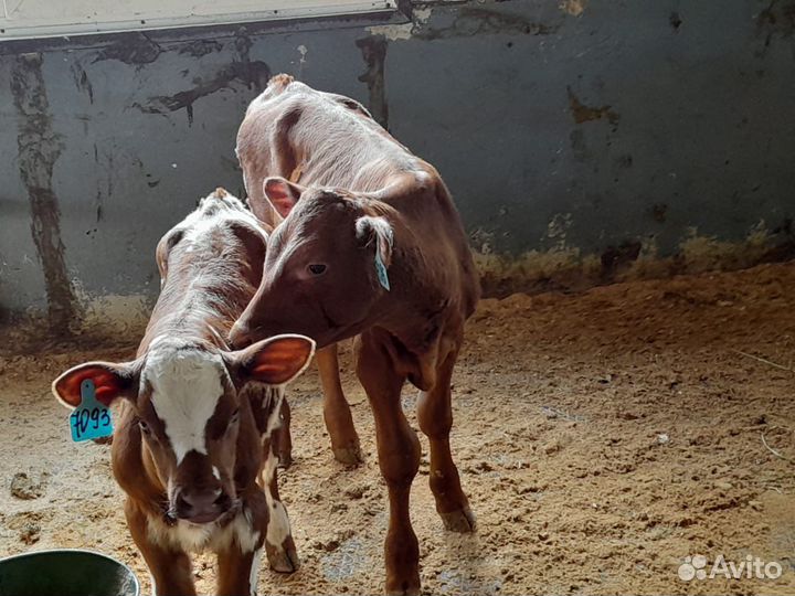 Бычки на откорм