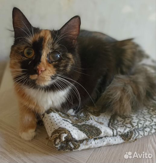 Трехцветная кошка