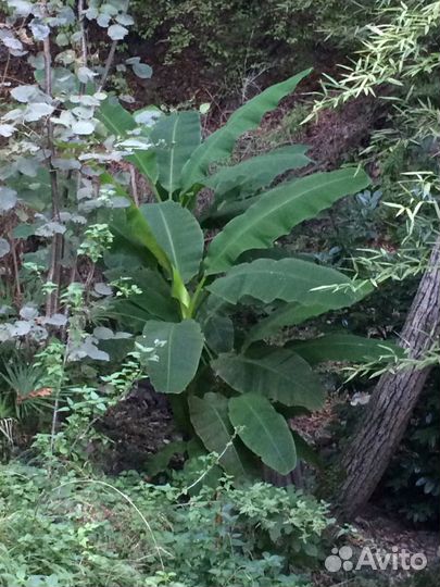 Банан японский