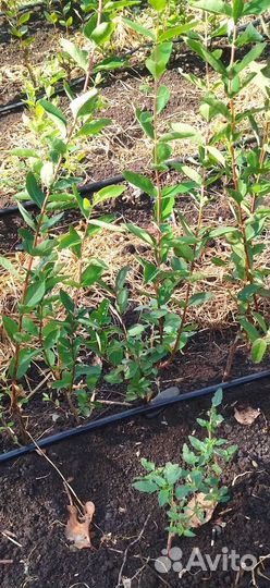 Саженцы плодовых деревьев, ягодных кустарников