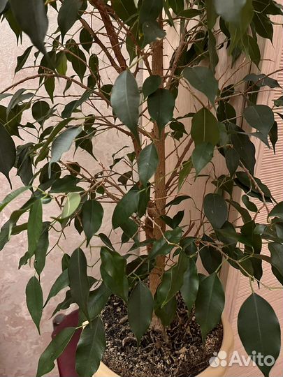 Фикус бенджамина большой