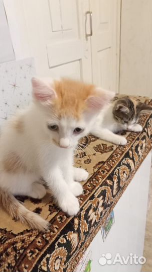 Кошки в добрые руки