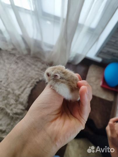 Хомяки джунгарики с клеткой