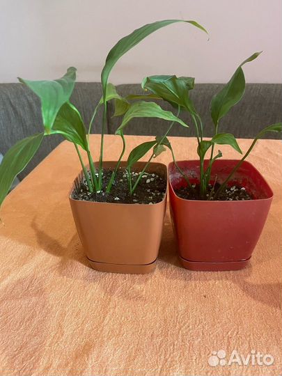 Комнатные цветы