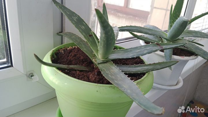 Алоэ лечебный