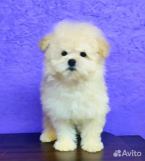 Мальчик пом+пудель