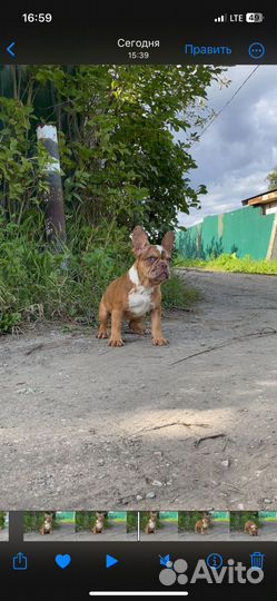 Французики