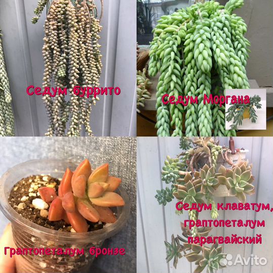 Суккуленты ампельные