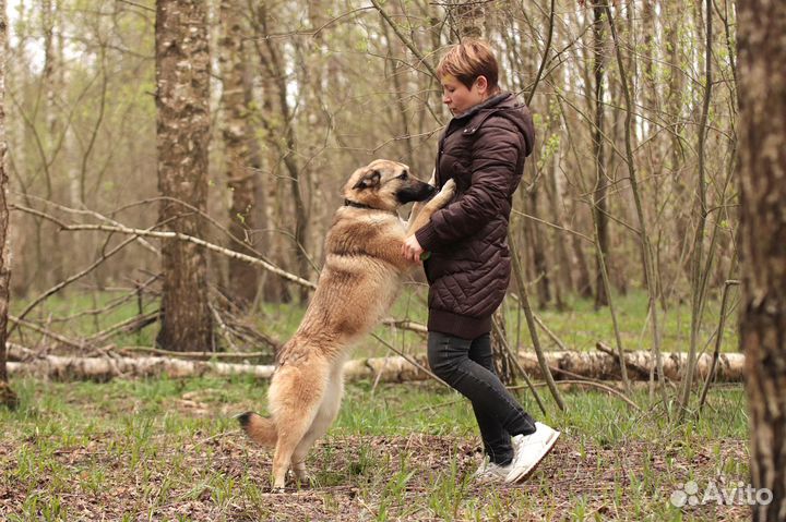 Собака в добрые руки
