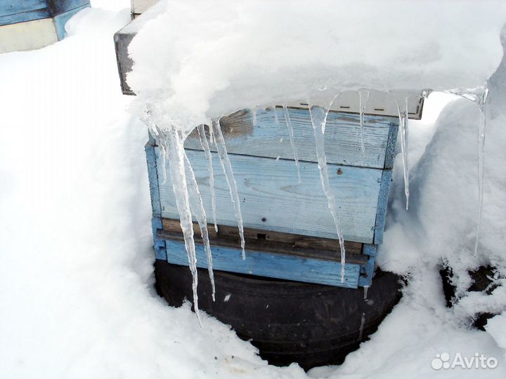 Добрые пчелы