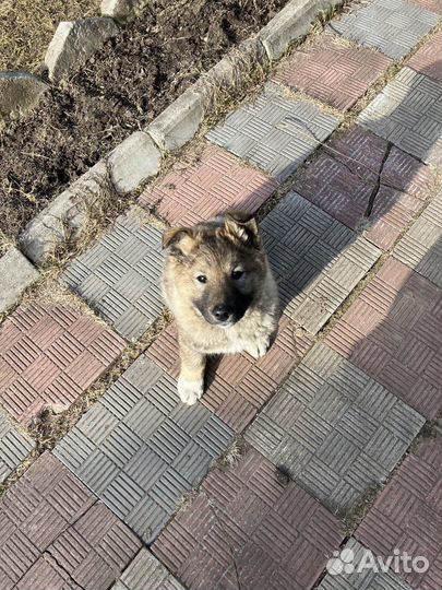 Щенок лайки