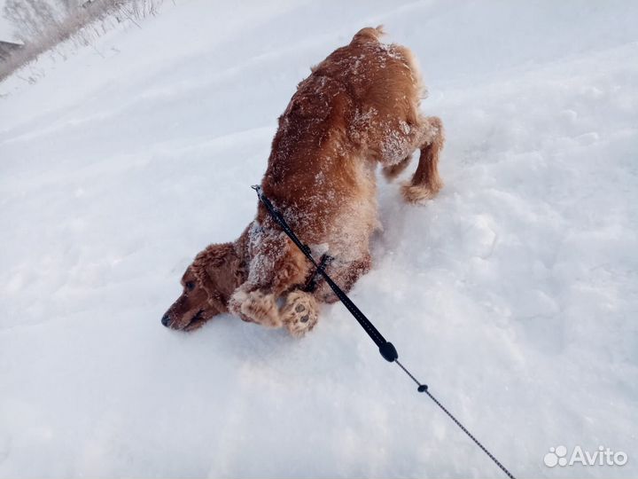 Английский кокер спаниель