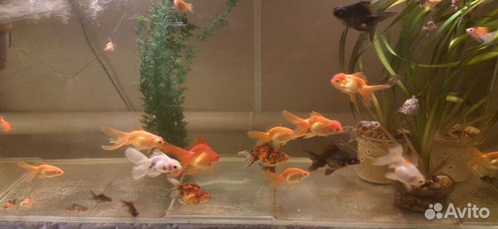 Золотые рыбки