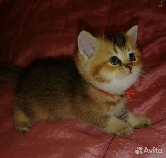 Британские котята