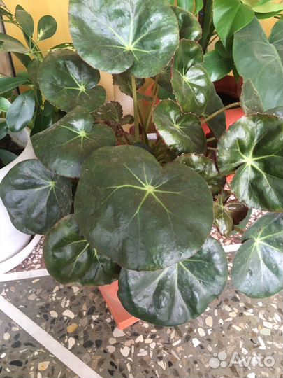 Фикус бенджамина