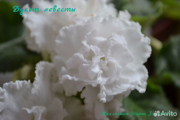 Фиалочки сортовые