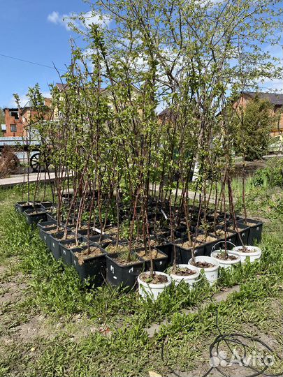 Яблони трехлетки, крупноплодные, 4 сорта