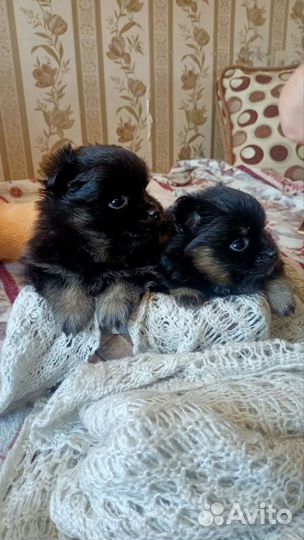 Щенки шпица