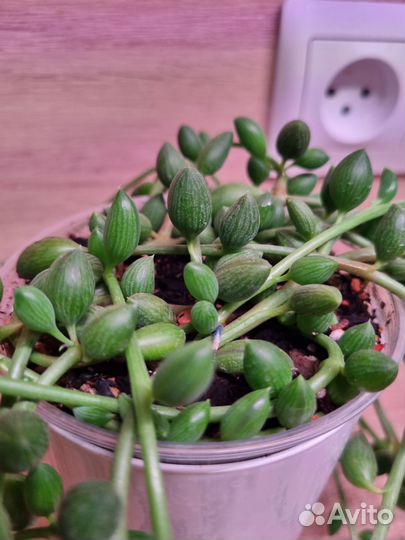 Крестовник арбузик