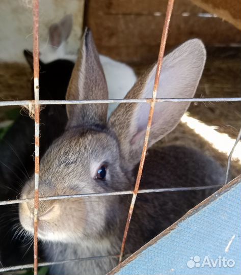 Крольчата мясных пород