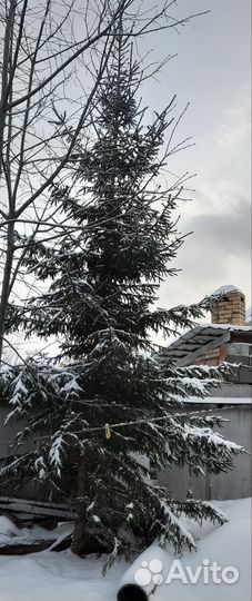 Живые елки