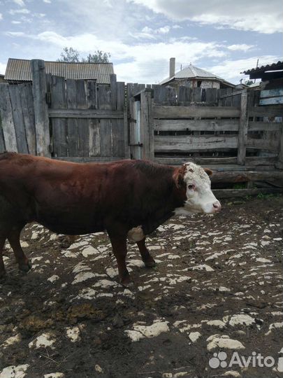 Крс молодняк