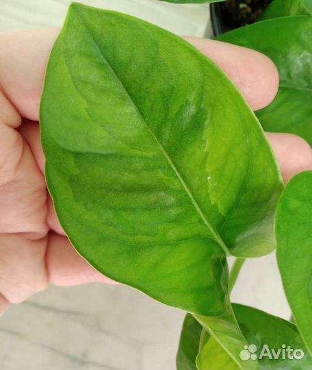 Сциндапсусы, Эпипремнумы (ч.1)