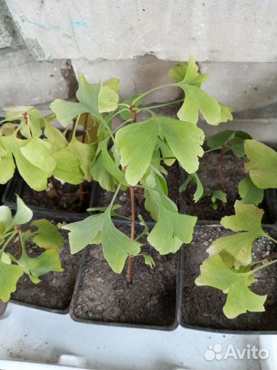 Гинко билоба