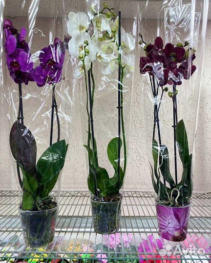 Орхидеи на 2 ветки