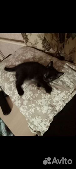 Кошки в добрые руки бесплатно