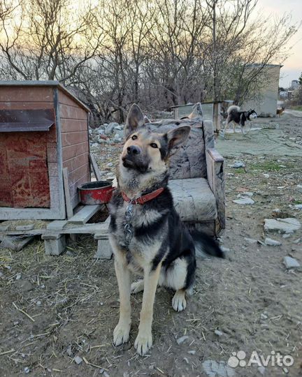 Собака в добрые руки