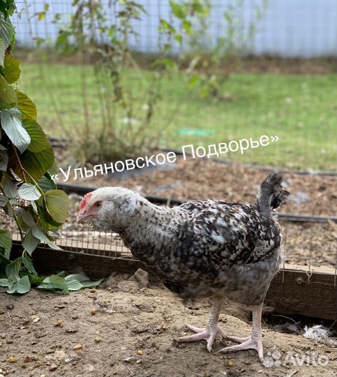 Молодки и молодые петушки