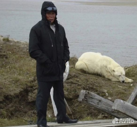 Продам Алабая