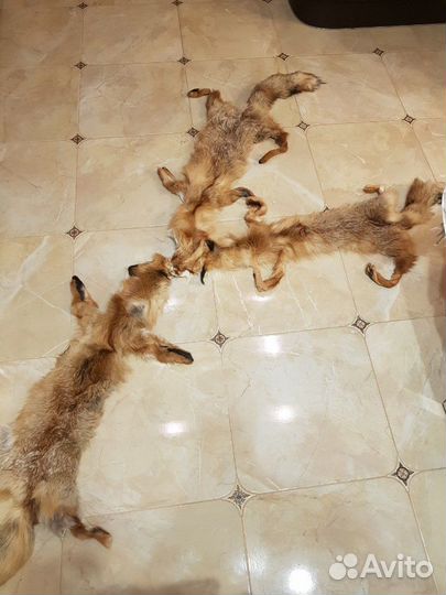 Лисья шкура