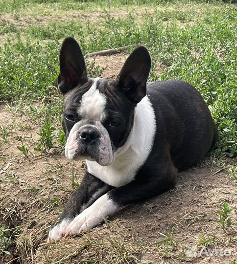 Щенки Бостон терьер