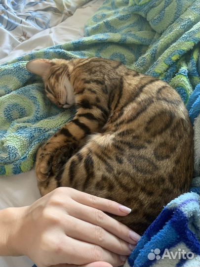 Бенгальская кошка с документами