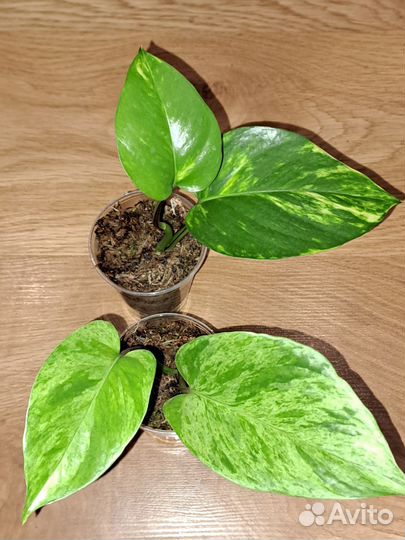 Эпипремнум,Сциндапсус