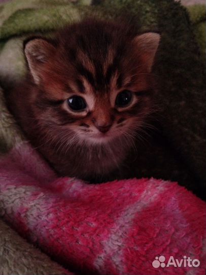 Котенок в добрые руки