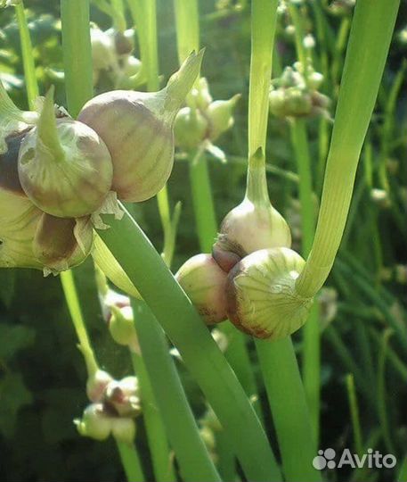 Многоярусный лук