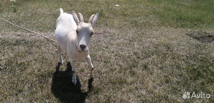 Продаю козла комолый зааненский,козочку
