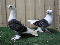 Продажа узбекских голубей