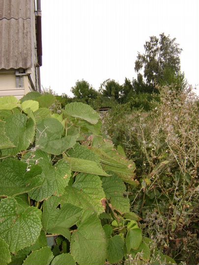 Участок 52 сот. (СНТ, ДНП)