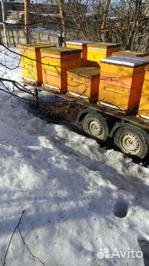 Пчелы,пчелоприцеп,пасека,прицеп с пчелами