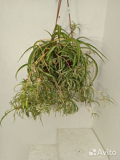 Хлорофитум хохлатый