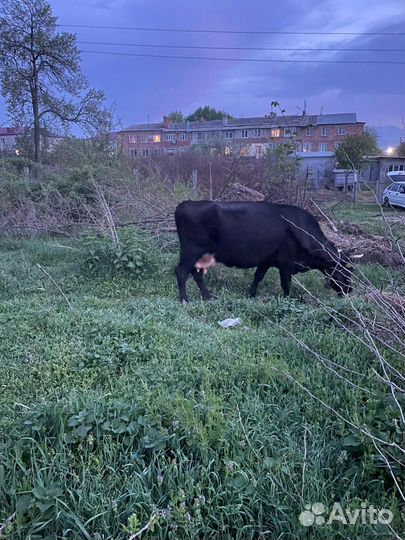 Корова дойная