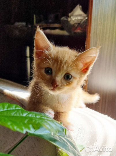 Котенок 1.5 месяца в добрые руки