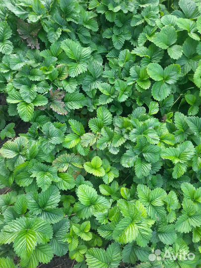 Саженцы садовой земляники