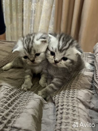 Британская кошка