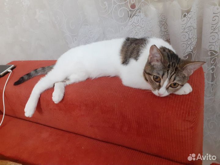 Кошка для вязки